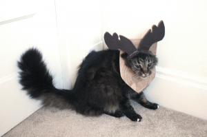 The Incredible Mounted Cat Moose Costume 19.jpg